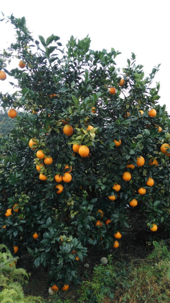 赣南脐橙全国招代理，支持一件代发。