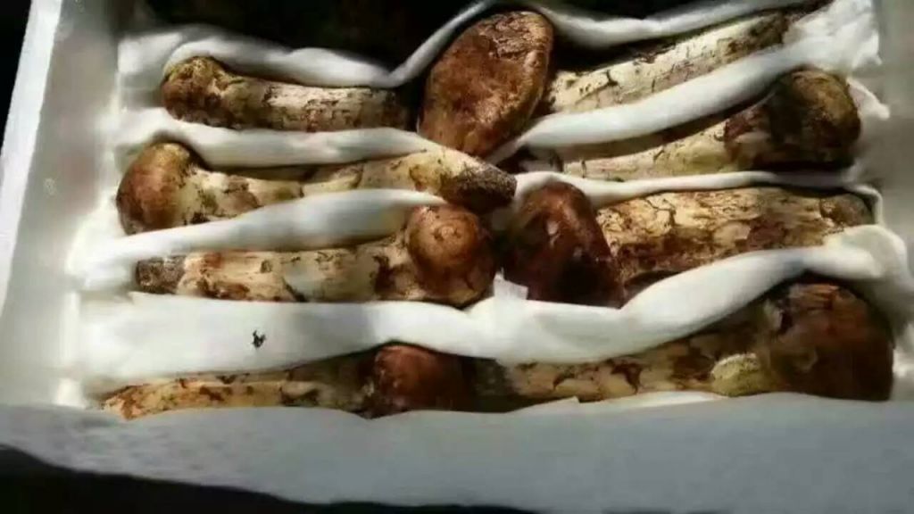 东北土特产 长白山土特产 各种人参木耳 蘑菇